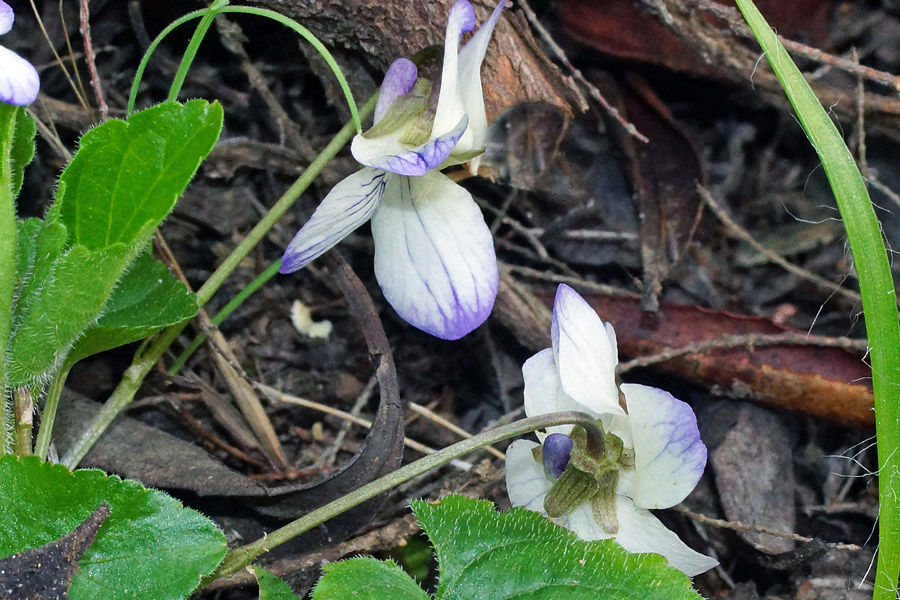 Viola alba ssp. dehnhardtii var. bianca?